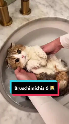 BRUSCHIMICHIS 6 😹 - insta twitch yt: Pablo Bruschi ⚡️ #comedia #humor #viral #fyp    