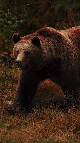 A big grizzly bear walks through the woods, Roaming through the tall trees like he should. He looks so strong and wild and free, A sight to behold for you and me. Cred: @bjorneparken  #grizzly #hunting #westernlife #Outdoors #outdoorphotography #nature #archery #mathewsarchery #psearchery #hoytbowhunting #beauty #photography #video #majestic_wildlife_ #majestic_earth
