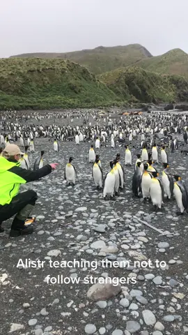 I’m not sure I should be the one in charge around here lads… #penguin #penguins #cute #animals #antarctica #antarctic #animalsoftiktok #Science #funny 