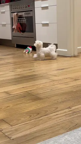 Bruce was born to prance❤️ #maltese #maltesepuppy #puppy #dogsofmelbourne #dogsoftiktok 