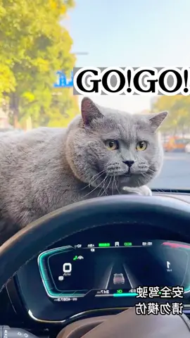 He knows driving #cat #catsoftiktok #kitten #funny #foryou #pet #meme #catlover #cute #fyp #kittensoftiktok 