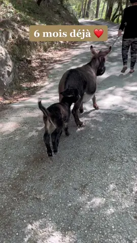 6 mois déjà 🥰 #ane #donkey #aneminiature #minidonkey #pourtoi #cute #animaux #mini #donkeyoftiktok 
