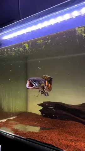 Auranti Boss ✌️#auranti #aurantiindonesia #ikanchannakeren #aurantigalak #ikanchannaindonesia  #ikanpredator #channakeren #gratisongkir #murahmeriahmantap 