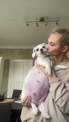 🥰🥰 #malteser #maltipoo #puppy #pregnant 