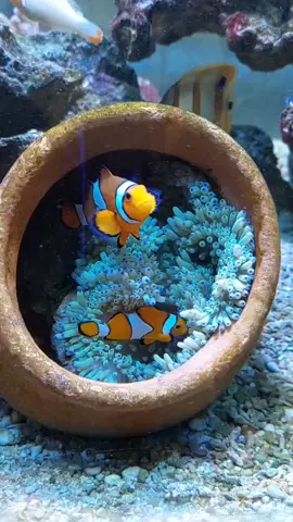 pending nemo  #nemo #clownfish #aquarium #ikanlaut #ikanhiaslaut #fish #bigtank #clown 