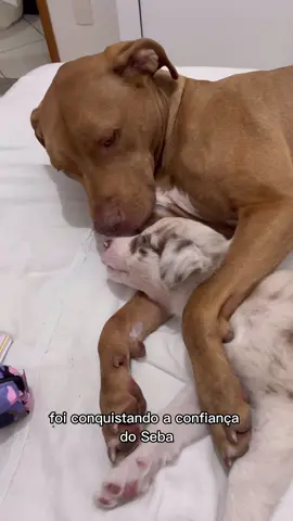 o amor cura qualquer dor ❤️‍🩹 #pitbull #bordercollie #cachorros 