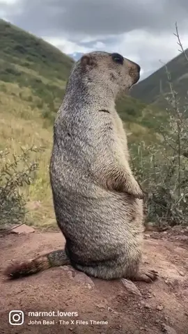 Chunky Marmot staring into your soul Video credit/ @iz6fvkb  #marmot #marmots #groundhogs #groundhog #groundhogsday #gopher #wildlife #amazinganimals #coolanimals #quokka #wildanimals #animalsoftiktok #cutemarmot #cuteanimal #prariedog #prairiedogs #marmotte #murmeltier #pet #PetsOfTikTok #petlovers #groundhogbaby #groundhogday#woodchuck #cynomys #animallovers #petlovers