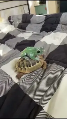 #greenscreenvideo #frog#frogs#frogsoftiktok#froggies#phrog#animals#animalsoftiktok#monkeyfrog#frogspawn#spawn#pet#petfrog#amphibians#reptile#bug#bugs#froggy#frogsontiktok#dumpy#dumpytreefrog#dumpytreefrogs#frogsoundchallange#frogsong#exoticpets #toad#toads#toadsoftiktok#tadpoles#frogeggs#budgettsfrog#pacmanfrog#rainfrog#milkfrog#pixiefrog#bullfrog#bullfrogs#glassfrog#greenfrog#hornedfrog#ribbit#creek#water#stream#river#lake#pond#bog#nature#africanbullfrog#africanbullfrogs#AXERatioChallenge #cars#carsmovie 