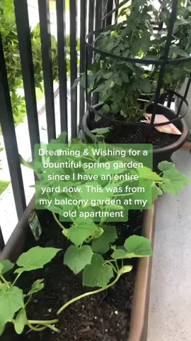 Preparing for spring and a bountiful garden! #gardentok #balconygarden #balconygardening #balconygardener #balconygardenideas #balconygardentour 