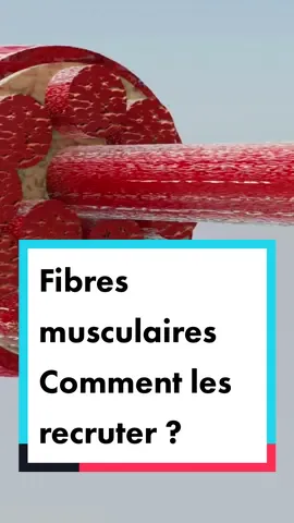 Il existe différents types de fibres musculaires qui réagissent à des stimulations différentes. Si tu veux prendre du muscle de manière optimale, tu vas devoir recruter chacune de ces types de fibres ! Si tu n'arrives pas à prendre de la masse, envoie-moi MASSE sur Instagram. #prisedemasse #prendredumuscle #prisedemasseseche #transformationphysique #muscu #conseilmuscu #fibremusculaire #type1 #type2