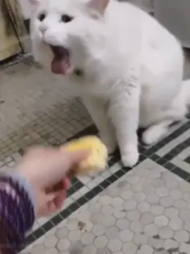 when cat smelled durian ……😂#cat 