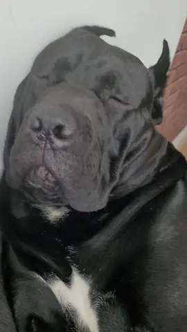 No no, I am not sleeping, just thinking 😴😄 #blackdog #foryoupage #doglife #canecorsomastiff #italianmastiffcanecors #italianmastiff #canecorso #canecorsoitaliano #dublindogs #snoringdog 
