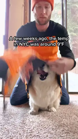 Dog jackets lol #dogdad #corgi #dogsoftiktok 
