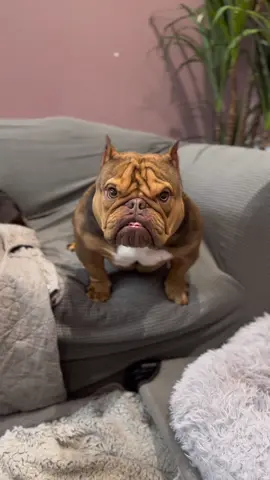 Creep 101 👹  #doglife #dogsoftheday #bulldogsoftiktok #doggosoftiktok #funnydog #bulldogvideos #grumpydog #angrydog 