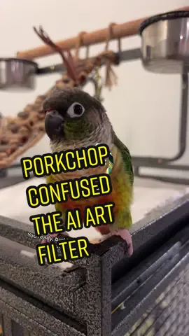 Porkchop broke the AI Art filter. #greencheekconure #gcc #conure #bird #birds #birdtok #birdsoftiktok #birb #ai #aiart #fail #conuresoftiktok #greencheeksoftiktok #cute #pet #pettok 