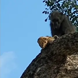 #ThrowbackThursday Shocker when a #baboon stole/abducted a #lion cub in #southafrica #kruger. Poor cub didnt survive very long …. #omg #animalbehaviour #wildlifelover #naturelovers #animaladdicts #foryou #fypシ 