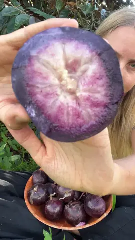 Caimito is abundant right now! 🤩 Use code: STARAPPLE30 for 30% off any size milk fruit box. To me this fruit is sweet (but not overpowering) with no hints of tartness. 💜 What does this fruit taste like to you? ➡️ miamifruit.org 🌈 #starapple #caimito #cainito #vusua #milkfruit #bobiwata #tropicalfruit #miamifruit #fruit