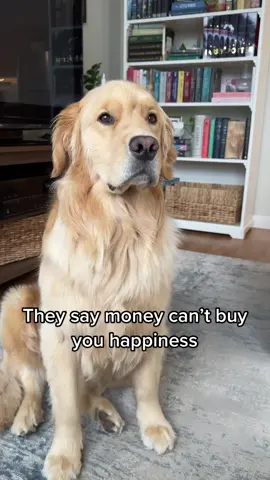 I mean look at those faces! #pet #pets #puppy #puppytiktok #puppylove #goldenretrieversoftiktok #puppydog #puppies #doglover #doggo #goldenretrieverlife #goldenretrieverpuppy #PetsOfTikTok #puppie #retriever #retrieversoftiktok #funny 