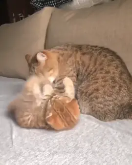 #mother #mom #catkitten #playfulkittensoftiktok #jeanine #kittensoftiktok #catsoftiktok #funny #kittenplaytime #furryfandom2021 #furball #funnykitten