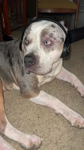 Ice spice ft slim shady #icespice #bullyxl