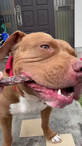 Pitbull Eating sounds#ASMR #pitbull #Mukbang 