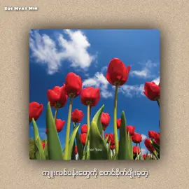 ကမ္ဘာမြေပေါ်က နိဗ္ဗာန် 🌷 #tulip #foryou #fypシ 