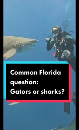 An age old debate, but the video says it all 🦈💙🐊 #alligatorsoftiktok #sharksoftiktok #floridadiving #americanalligator #sharkdiving #scubadivingtiktok #divingwithkenny #scubadivingwithkenny @oceanraysphotography 