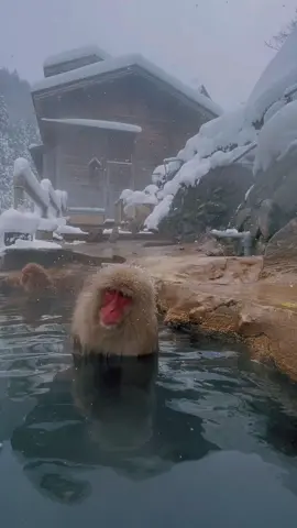 Relaxing in a hotspring with the snow monkeys. #bucketlist #snowmonkeypark #snowmonkey #hotspring #nature #adventure #japan #japantravel #travel #tokyo #travelphotography #visitjapan #kyoto #traveljapan #explorejapan  #nippon #japon #osaka  #japaninspo #nagano 
