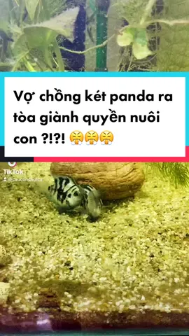 Cá két panda bố mẹ.giành quyền nuôi con dẫn đến cá bố mẹ đánh nhau, đây là hiện tượng bình thường chấm dứt khi trứng nở  thành cá bột #ketpandasinhsan #caketpandasinhsan #caketpanda #trungca #cacanh #cacanhvietnam #cacanhvui #cacanhthuysinh #cakieng #cakiengvietnam #cakieng #hoca #hocathuysinh #hocathuysinhmini #hocathuysinhdep #nuoica #nuoicaduongtam #huongdannuoica #dammecacanh #yeucacanh #cuocsongthuongngay #cuocsong #cuocsongynghia #cuocsongma #thugianmoingay #thugiancuoingay #thugiansaunhungngaymetmoi #thugiantainha #chamsocca #bikipnuoica 