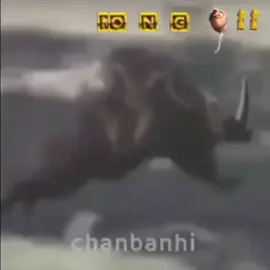 The Real Donkey Kong Country 🦍🐒🦏 #donkeykong #supernintendo #meme