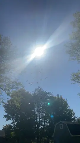 #homingpigeon #whitedoves🕊️ #whitehomingpigeon #homingdove #flyinghighinthesky 