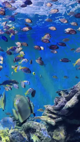 Đắm chìm trong sự xinh đẹp này. #việnhaiduonghocnhatrang #nhatrang 