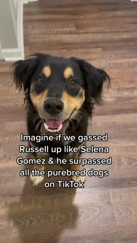 Imagine… #dogsoftiktok 