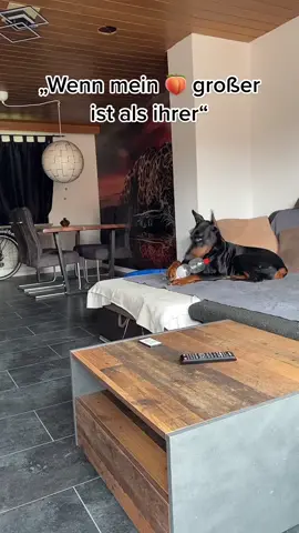 #hundevideos #hunde #foryou #dogs 