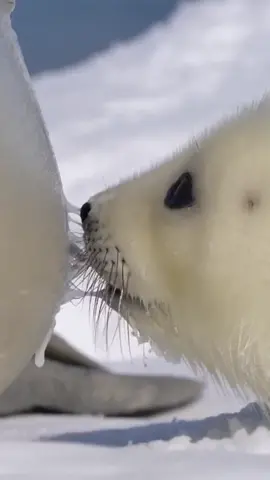 A little seal is drinking milk#milk #seal 