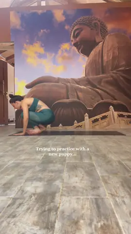 #yogawithdogs #yogawithpuppies #yoga #yogaisrael #yogaflow #vinyasa #יוגה #יוגהישראל #fyp #foryou 