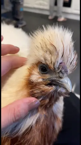 🐣❤️ #silkiechicken #silkie  