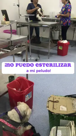 Esterilizar salva vidas 💜#enviospetbolivia #esterilizacion #perros #gatos 