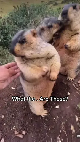 And why yall keep touching them?? 😡  #animals #chubbyanimals #fyp #wildanimals #animalplanet #4k  #chunky #funny #groundhog #marmot  #animallover #isozah #trending #BlackTikTok 