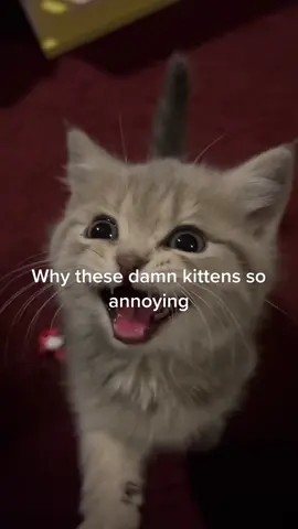 I fed them after but jeez im just tryna sit in peace .. HE NEVER STOPS SCREAMING AT ME EVEN AFTER HE EATS A WHOLE YEAR WORTH OF FOOD #mad #kitten #fatcat #stupid #bluegold #cats #hamsters #pigs 