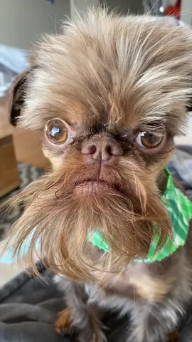Pure elegance 🤣💚✨✨  #grumpyface #grumpydog #tiktokdogs #brusselsgriffon #trending #explore #wonkyfaceddog #sillydog #grumpygriffons #dogsoftiktok #dogsvideo #funnydogvideos #funnydogsoftiktok #fyp #foryourpage #griffonbruxellois #viralvideo #carelesswhisper #funnyaudio 