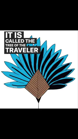 The story behind the Ravinala yoga mat 🌿 Your ultimate companion in your yoga journey & your reminder to live a life full of stars ✨  #yoga #yogamat #yogamats #yogamatbags #ladinayoga #ravinala #ravinalatree #yogagear #yogabrand #yogashop #yogateacher #africanstyle #africanartists #inspiredbyafrica #yogajourney #sustainableyoga #ecoconscious #EcoFriendly #ecofriendlyyogamat