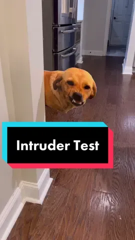He did not pass the intruder test! #dog #goldenretriever 