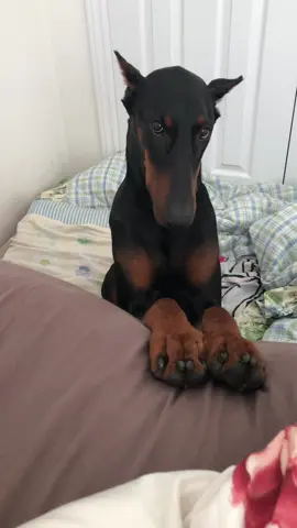 Say I’m pretttyyyy 🤭 #doberman #dobermanpinscher #dobermans_of_tiktok #dobermanpuppy #dogsoftiktok 