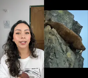 #dúo con @Tan Natural ☠️las morsas están perdiendo su ecosistema como efecto del cambio climático #cambioclimatico #calentamientoglobal #ecologia #caida #ecosistema 