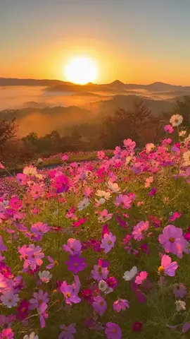 top of the hill  #nature #peace #foryoupage #peaceandnature🌿 #relaxation #vibes #aestheticvideos #flowers #spring 