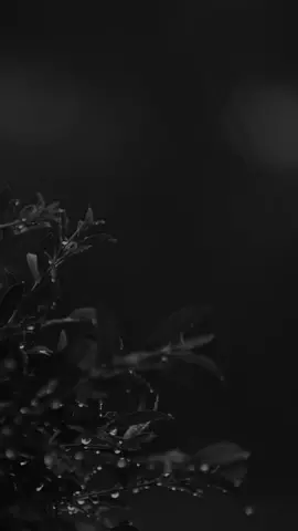 Leaves in the rain #background #backgroundvideo #wallpaper #freevideo #wallpapervideo #livebackground #freewallpaper #rain #sad 
