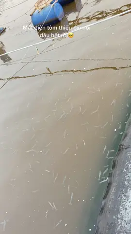 Ao tôm 5t do mất điện mà tôm thiếu oxi rớt cả tấn tôm đau lòng cho người nuôi quá😞