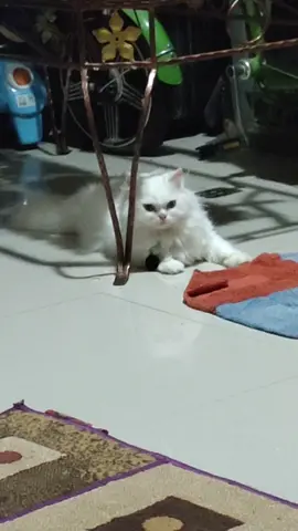 aduh cape tidur dulu enak nih  #gembulkucing #kucingtiktok #fyp #fypシ #kucing #pets #animals #putih #anggoracat #anggora #kucinggemoy 