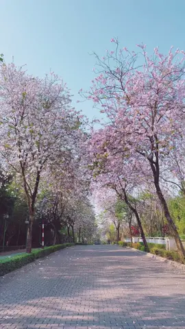 Con đường hoa ban đẹp nhất HN - somewhere in Hanoi #lanstyle #hanoi  